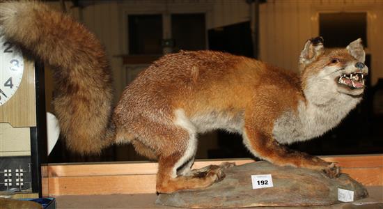 Taxidermic fox